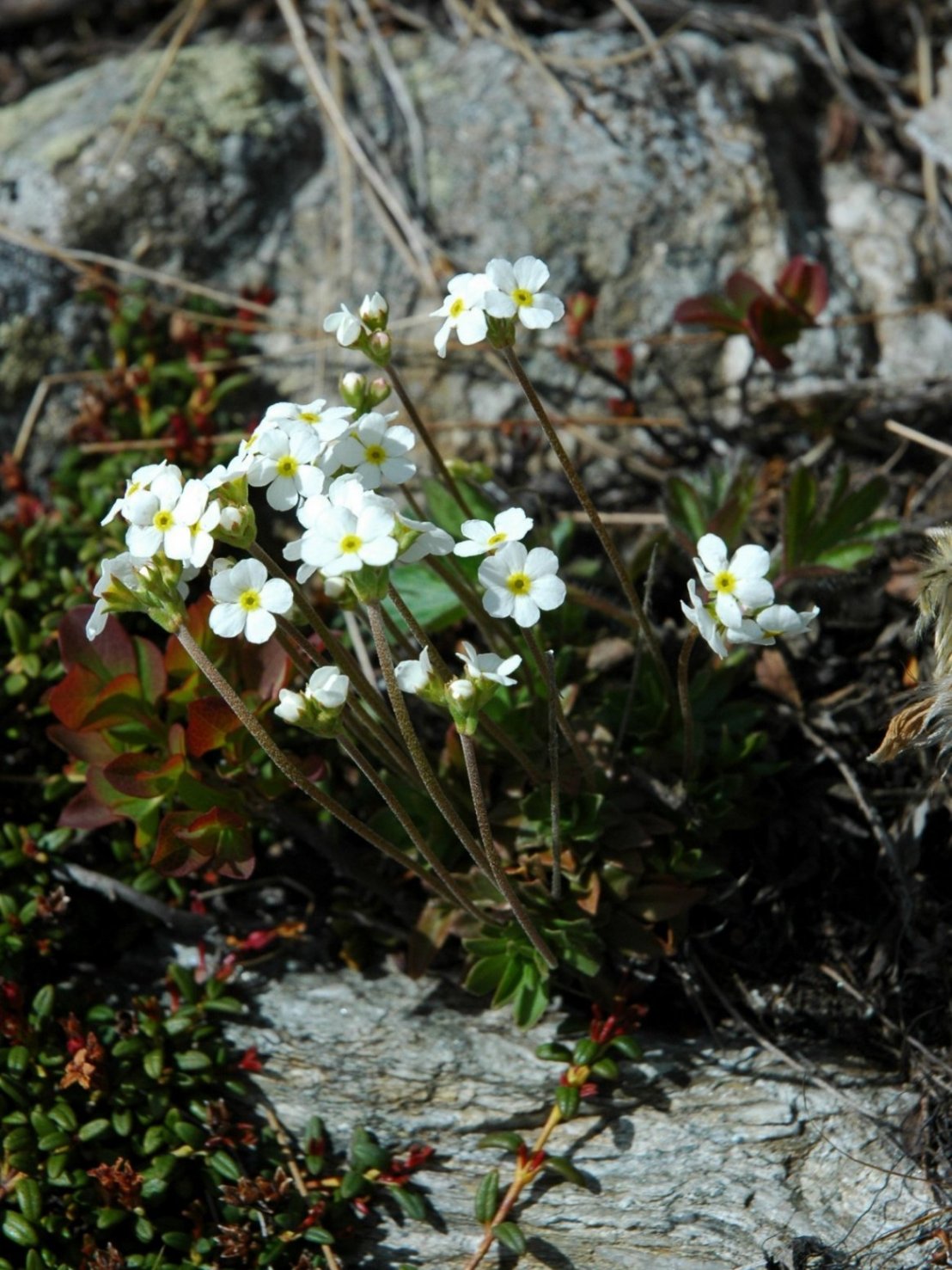 Androsace chamaejasme / Androsace prostrata